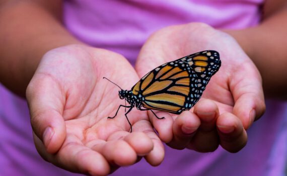 Ein Schmetterling in der Hand eines Kindes